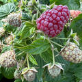 Himbeere, Herbsthimbeere, Primeberry� Purple Love�