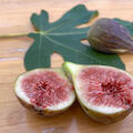 Feige, Ficus carica, Twotimer