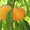 Prunus persica 'Percoca' 