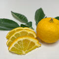 Zitrus, Citrus, Yuzu x Citrumelo, Citrumelo 'Swingle 4475' (C. paradisi x P. trifoliata) x Citrus junos 'Yuzu Nr. 3', Yuzumelo