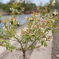 Heidelbeere, St�mmchen, Hochstamm, Vaccinium Northland