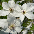 Clematis 'White Pearl', Bl�te (schlechte Aufl�sung)