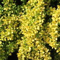 Berberis thunbergii 'Sunsation'