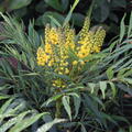 Mahonia eurybracteata 'Sweet Winter', Chinesische Mahonie