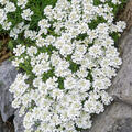 Iberis sempervirens, Immergr�ne Schleifenblume