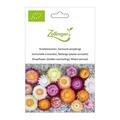 Strohbl�mchen, Gemischt (einj�hrig)