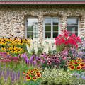 Staudenbeet Zeichnung 'Insekten Drive-In' - In der dargestellten Zeichnung werden alle Pflanzen bl�hend gezeigt, was nat�rlich nicht realistisch ist. Tats�chlich ist die Pflanzenliste so gew�hlt, dass �ber einen langen Zeitraum immer etwas bl�ht.