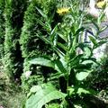 Inula magnifica, Bl�ten und sehr gro�e Bl�tter.