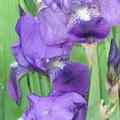 Iris x barbata - elatior 'Lovely Again'