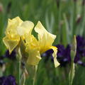 Iris x barbata elatoir, Lime Fitz, Staude, P�ppel