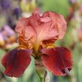 Iris x barbata elatior 'Natchez Trace'