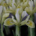 Zwergiris 'Katharines Gold'