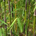 Bambushalme und gr�ne Fargesiabl�tter