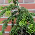  H�ngende Zweige der Japanischen Tanne 'Pendula'