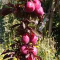 Prunus salicina 'Hollywood Original, Trieb mit Fr�chten