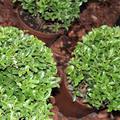 Ilex maxima Kr�ftige Kugel im 4 lt.-Topf