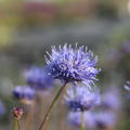 Jasione laevis 'Blaulicht'