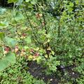 Jostabeere Jodeli� (Confi�Beere), Ribes x nidigrolaria