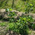 Jostabeere Jofruity� (Confi�Beere), Ribes x nidigrolaria