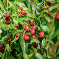 Jujube Massandra, Chinesische Dattel, Ziziphus jujuba
