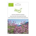 Nachtviole, Blaubl�hend (zweij�hrig)