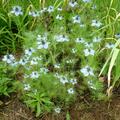 Jungfer im Gr�nen, Nigella damascena