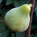 Feigenbaum Gustis� Isi d'Oro, Frucht, Fr�chte