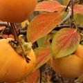 Kaki Aroma - sch�ne Herbstf�rbung