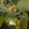 Diospyros virginiana Maeder, Amerikanische Kaki Maeder