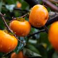 Kaki Dar Sofievky, Diospyros kaki x Diospyros virginiana
