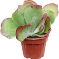 Kalancho� thyrsiflora, im 13cm Topf, H�he 25cm, Breite 20cm
