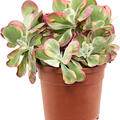 Kalanchoe thyrsiflora 'Variagata', Busch, im 20cm Topf, H�he 45cm, Breite 30cm