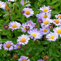 Sch�naster, Aster, Kalimeris mongolica Antonia (quer)