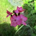 Kart�user Nelke, Dianthus carthusianorum