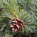 M�dchenkiefer 'Glauca' -  Zapfen