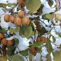 Fr�chte an Pflanze bei Schnee