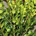 Kleinbl�ttriger Buchsbaum 'Faulkner'