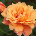 Bl�te