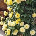 Kletterrose Golden Gate�, Rosa 'Golden Gate' Klettermaxe�