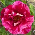 Kletterrose 'Guy Savoy'� , Rosa