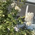 Kletterrose 'Ilse Krohn Superior' �, Rosa 'Ilse Krohn Superior'