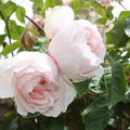 Kletterrose The Generous Gardener�