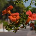 Campsis taglibuana Mme. Galen, orange-rote Bl�te