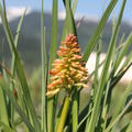 Kniphofia uvaria 'Grand Mix'