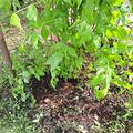 Kolkwitzia amabilis XXL Pflanze, Kolkwitzia amabilis