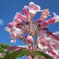Perlmuttstrauch 'Pink Cloud' (Kollwitzia Amabilis)
