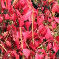 Rote Herbstf�rbung Korkfl�gel-Spindelstrauch