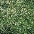 Kranzspiere 'Crispa'