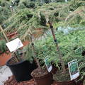 Kr�ftige Pflanze im 4 L Topf, Stammh�he 40 cm