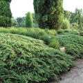 etablierte Pflanze im Garten